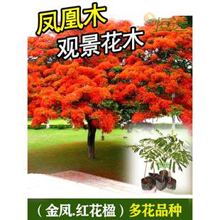 名贵树苗凤凰木树苗红花楹树苗金凤花火树洋楹庭院地栽盆栽风景树