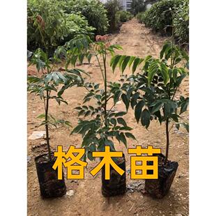 格木树苗珍贵红木复绿树种广西格木苗斗登凤常绿名贵树铁木树苗