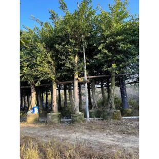榕树小叶榕榕树苗独木成林四季常青风景树室内外苗木庭院园林绿化