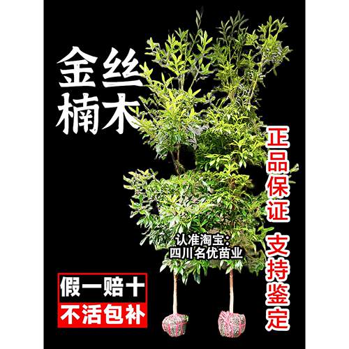 正宗名贵四川金丝楠木树苗小叶南木兰木南方种植大树盆栽庭院常青