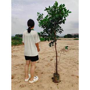 榕树小叶榕榕树苗独木成林四季常青风景树室内外苗木庭院园林绿化