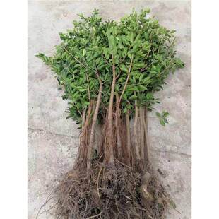 榕树小叶榕正宗原生实子苗能成大树品种气根榕独木成林四季常青树