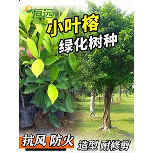 小叶榕树苗正宗细叶榕树雅榕万年青庭院绿化树种造型盆景四季常绿