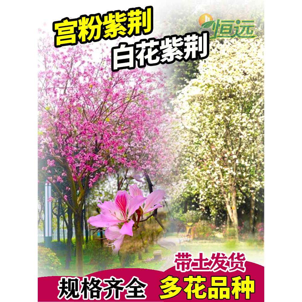 宫粉紫荆树苗洋紫荆多花满树开花
