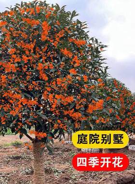 桂花树苗庭院地栽金桂丹桂原生桂树大树苗植物浓香花卉四季桂常青