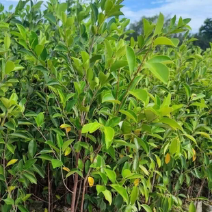 正宗小叶榕树高山榕树四季常青绿植庭院耐寒盆景景观创意树工程苗