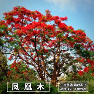 正宗凤凰木树苗红花楹火焰树洋楹红火楹凤凰花树苗风景树盆栽地栽