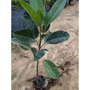 正宗高山榕树树苗 大叶榕树树苗大青树马榕庭院绿化常绿地栽植物