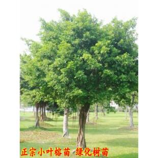 小叶榕树苗小叶榕树树苗细叶榕遮阴植物庭院别墅绿化树苗木大树苗