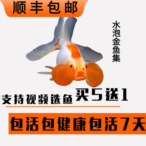 水泡金鱼鱼苗价格 水泡金鱼鱼苗图片 星期三 水泡金鱼鱼苗价格 水泡金鱼鱼苗图片 星期三