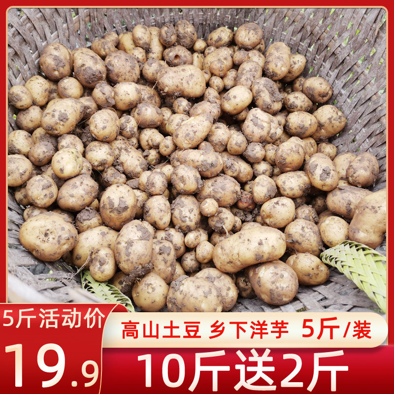 重庆石柱特产农家自种小洋芋新鲜土豆迷你小土豆马铃薯蔬菜老品种