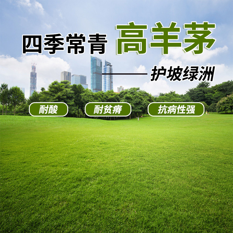 进口草坪种子护坡绿洲四季青不修家庭园艺种子