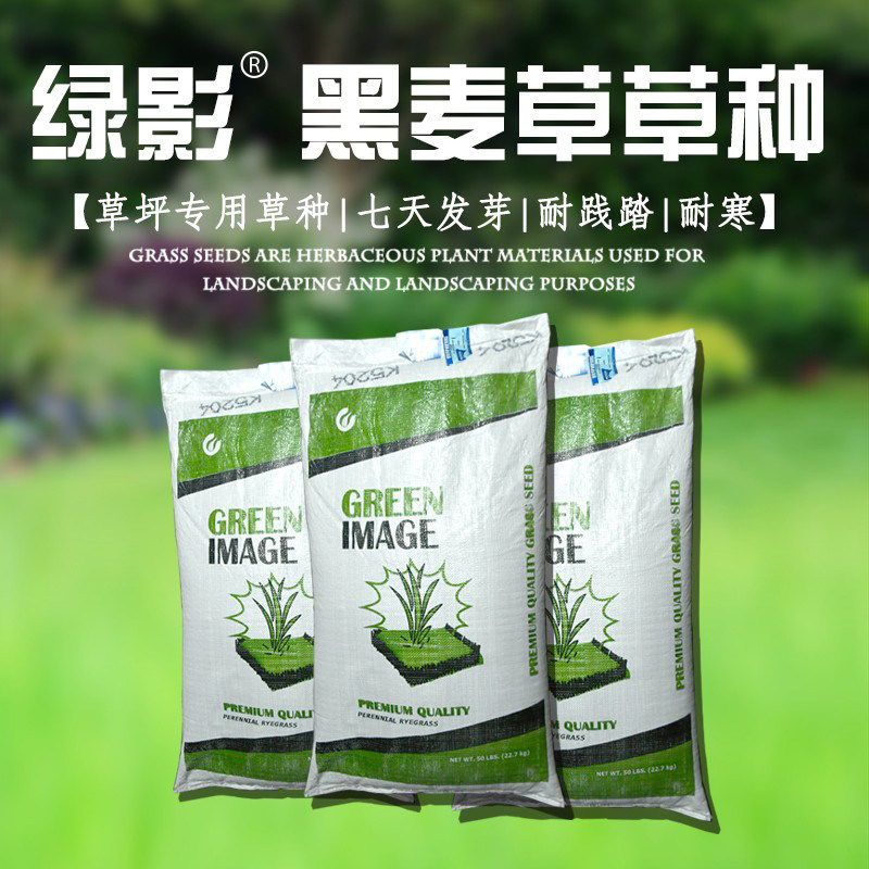 四季青绿化多年生绿化草坪种子