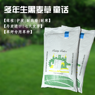 多年生黑麦草童话小区绿化草坪基地工程用草专用草籽丹麦进口种子