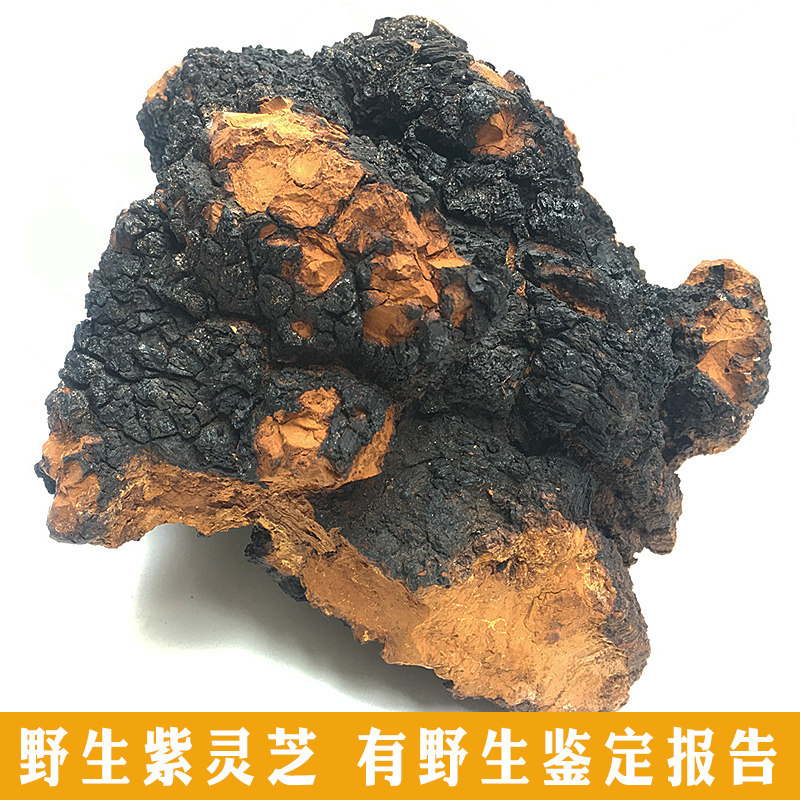 精选特大俄罗斯野生桦褐孔菌灵芝整枝桦树茸250g可切块打粉泡茶水