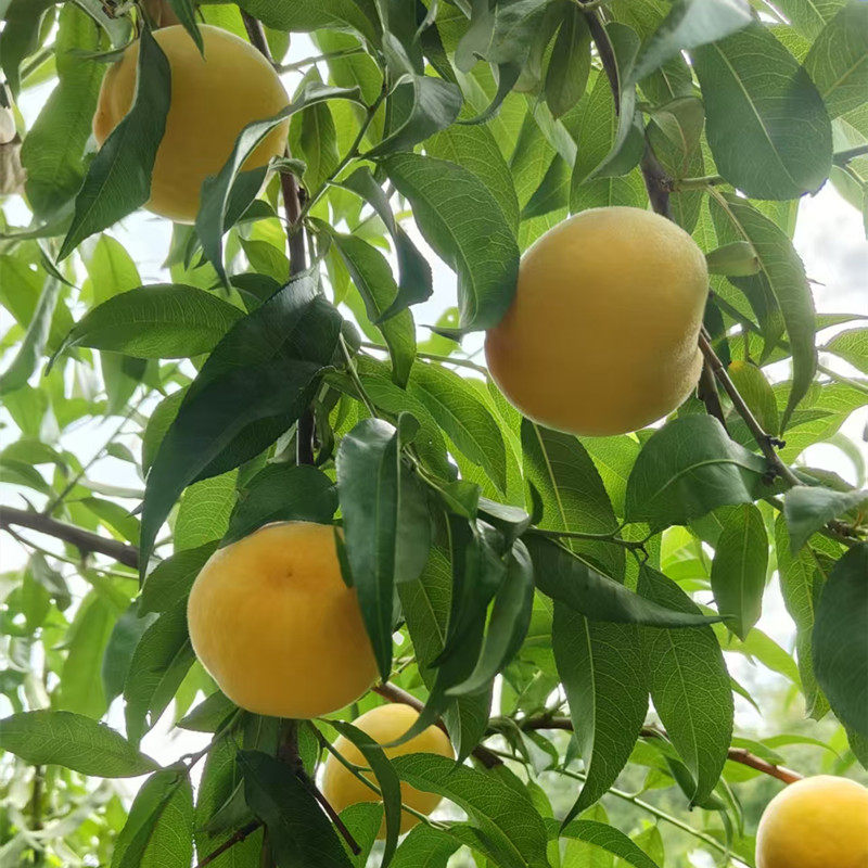 石泉黄桃新鲜水果时令应季桃子