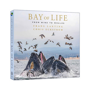 精装 书籍 进口英语原版 英文版 画册 从风到鲸鱼 生命之湾 Life Bay 英文原版
