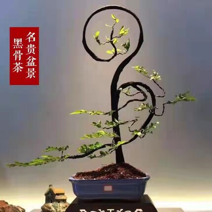 自家种的小盆栽小叶紫檀盆景树桩植物花卉盆栽客厅绿植庭院黑骨茶