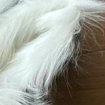 【老客入！大厂】3-5天N麂皮毛绒穆勒鞋乐福鞋 DXT398