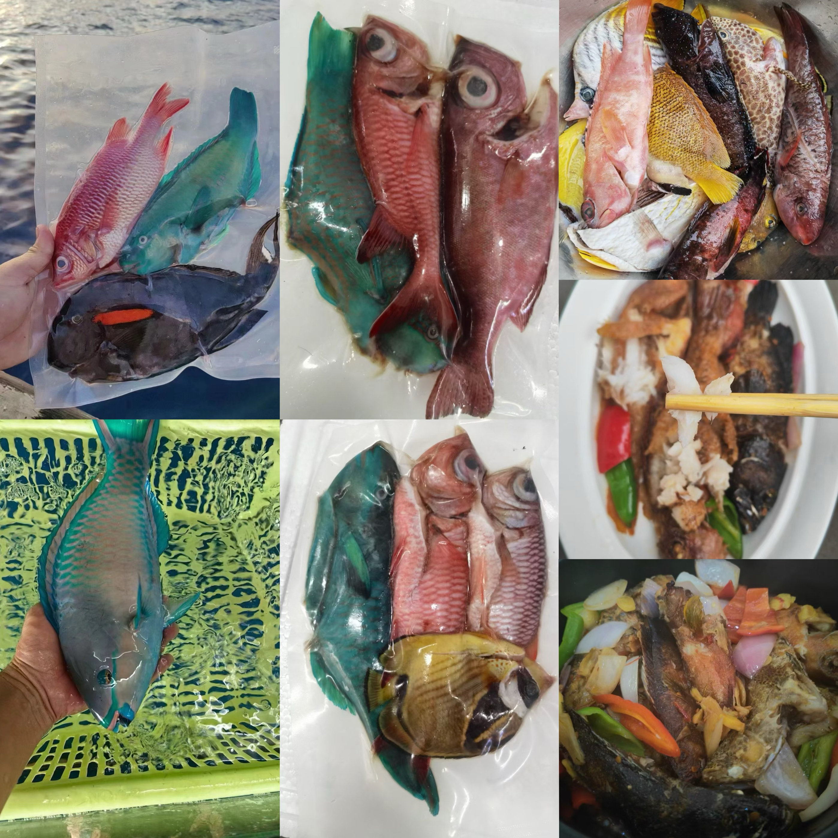 西沙群岛 小杂鱼    活鱼速斑鱼