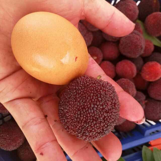 精选杨梅湖南水浸窝新鲜水果孕妇现摘现发非仙居黑炭东魁杨梅