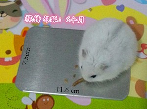 第二件起半价 小仓鼠散热板 豚鼠 松鼠 刺猬 消暑龙猫 金丝熊兔兔