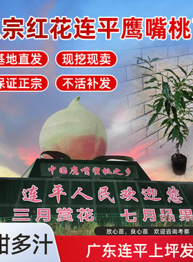树苗桃树苗嫁接广东连平鹰嘴桃苗