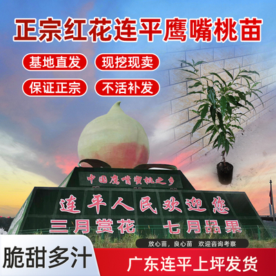 树苗桃树苗嫁接广东连平鹰嘴桃苗