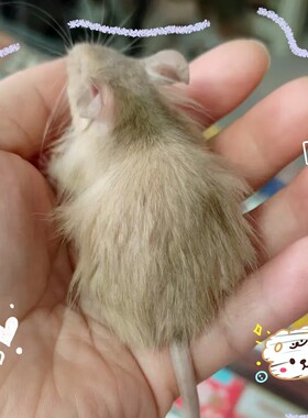 出蓝乳缎子鼠崽崽弟弟一只两个月大家养宠物幼崽宝宝找家长顺丰