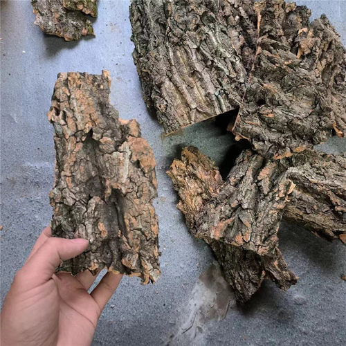 天然软木树皮爬虫躲避