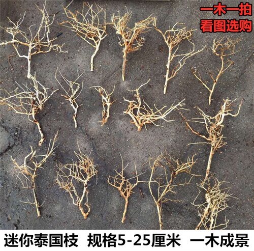 迷你泰国沉木小号枝丫微景观
