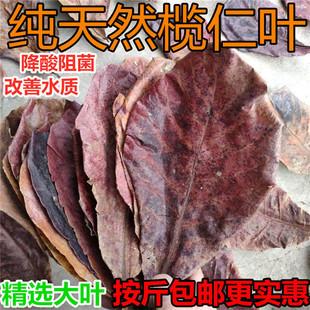 榄仁叶降酸降PH乌龟懒人叶斗鱼橄榄叶改善水质原生南美缸非龙眼叶