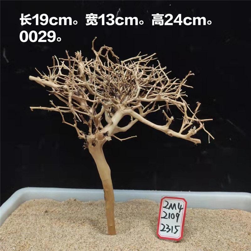 泰国杜鹃根沉木迎客松莫斯树水草