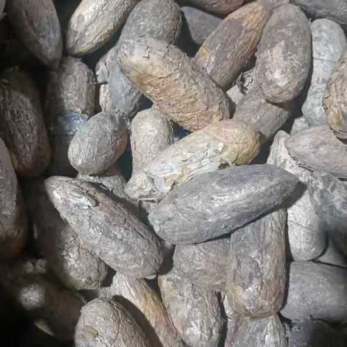 千眼菩提原籽菩提子手把件原料