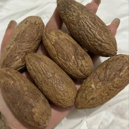 千眼菩提单颗文玩把件