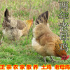 山东正宗土鸡农家散养老母鸡农村自养两年笨鸡活鸡现杀老母鸡草鸡