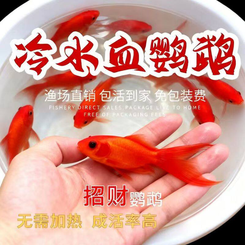 冷水鹦鹉鱼观赏鱼淡水好养耐活红草金小鱼苗锦鲤招财风水练手鱼