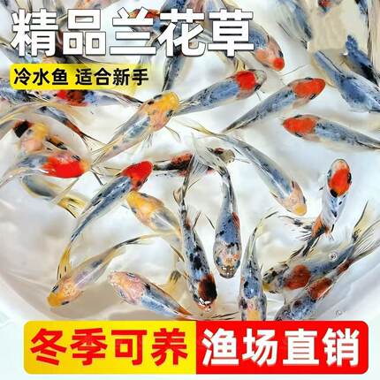 水墨兰花冷水鱼好养耐活淡水懒人观赏鱼花色锦鲫鱼