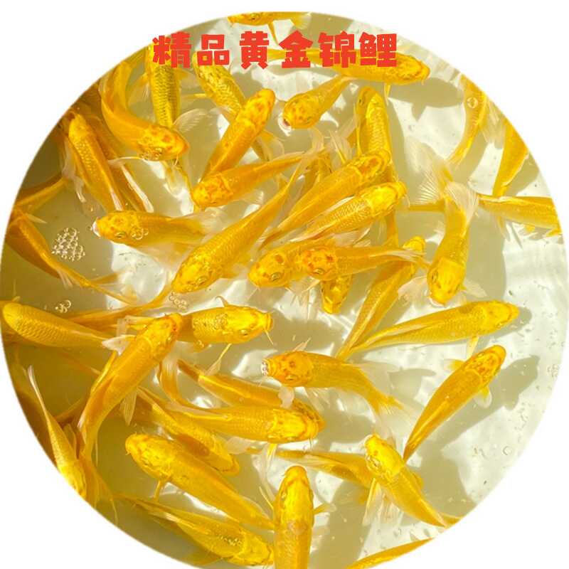 黄色锦鲤淡水黄金锦鲤招财
