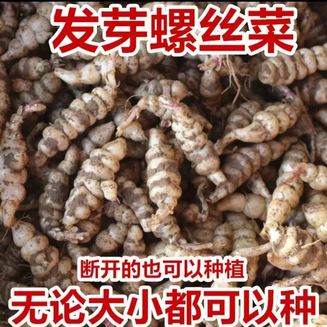 现挖新鲜宝塔菜种子螺丝菜地环1/5斤葫芦地牯牛地蚕甘露子草石蚕