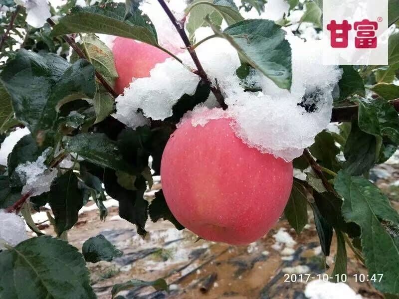 2023富士苹果10斤装富士苹果（75以上）圣诞苹果整箱会宁县苹果