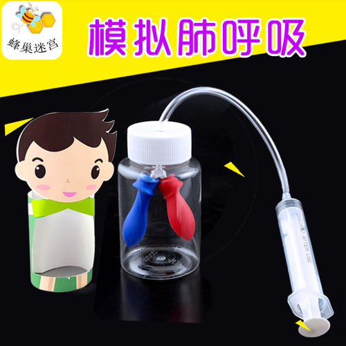 幼儿童小学科学实验器材料初中生物认识人体模拟肺呼吸模型教学具