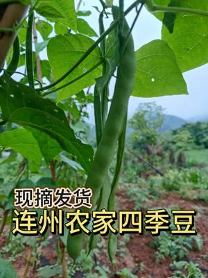 连州农家自种四季豆角 当季新鲜蔬菜芸豆现摘发货