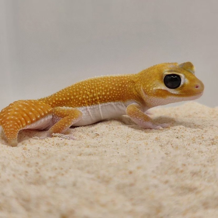 瘤尾睫角守宫蜥蜴宠物幼体活物活物苗子魔物巨人盖勾亚肥尾豹纹