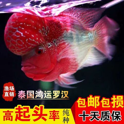 包邮泰国进口罗汉鱼苗鸿运当头马骝珍珠鱼苗观赏鱼爆头纯种珍珠苗