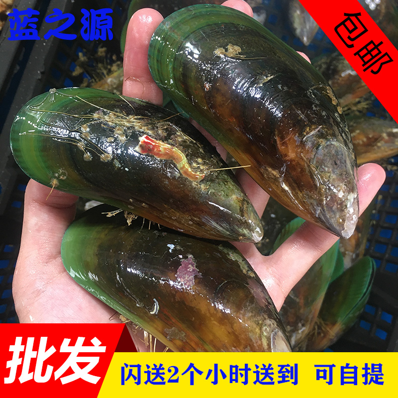 新鲜新西兰青口贝 翡翠贻贝 蓝口贝 全壳活青口 海鲜水产贝类500g