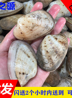 新鲜蛤蜊白贝 鲜活花甲 海河蚌沙甲黄金贝海鲜鲜活水产贝壳类500g