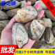 新鲜蛤蜊白贝 海河蚌沙甲黄金贝海鲜鲜活水产贝壳类500g 鲜活花甲