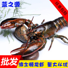 加拿大新鲜波龙 冷冻波士顿龙虾 冰鲜海鲜澳洲大龙虾1-10斤/500g