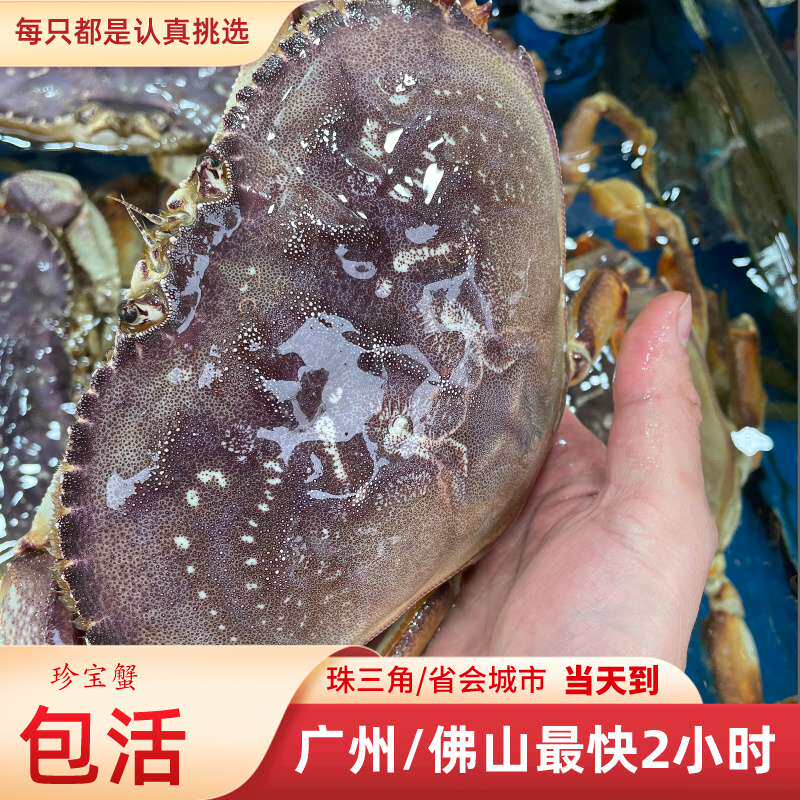鲜活珍宝蟹1.5/2斤/只太子蟹黄金蟹公蟹肉蟹海鲜水产支持同城配送